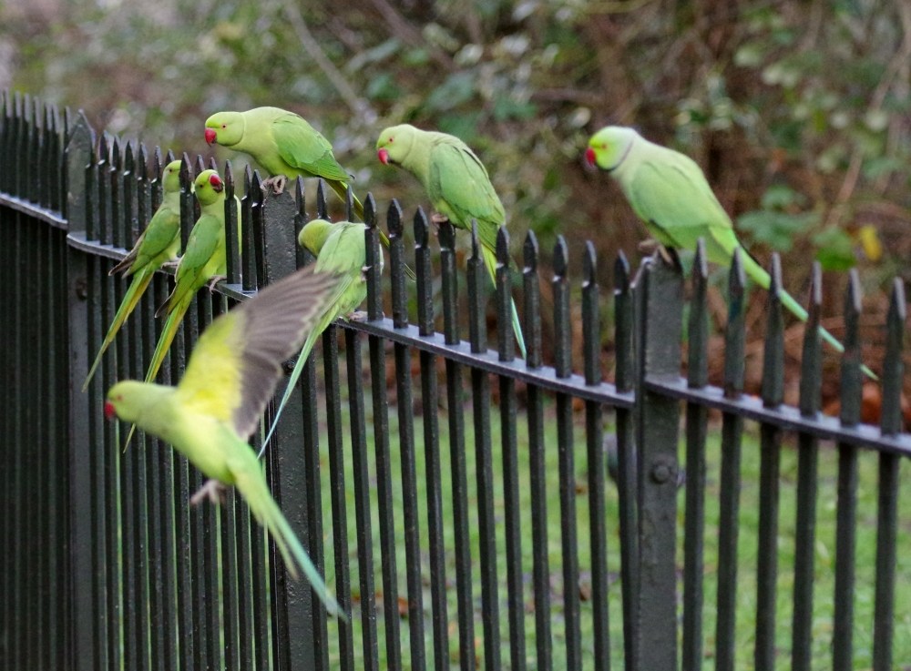 London’s Posh Pigeons