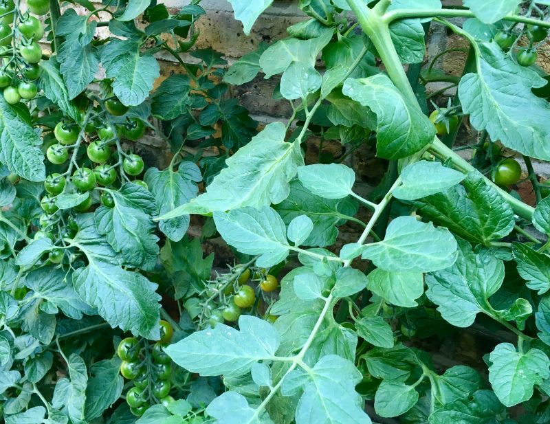 Bumper crop: Urban market&nbsp;garden