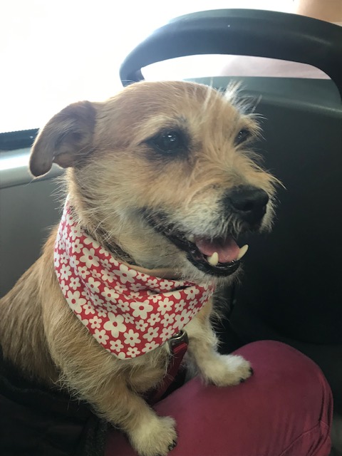 Hold the phone: Rusty is a Patterjack